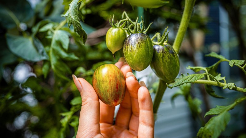 Chocolate Sprinkles Tomato: Planting, Growing & Care Guide