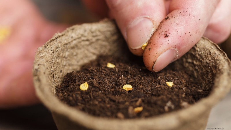 Chocolate Sprinkles Tomato: Planting, Growing & Care Guide