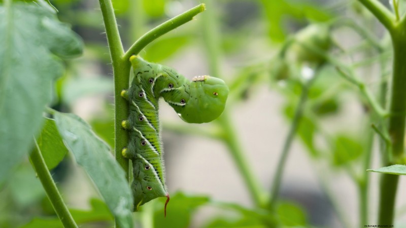 Chocolate Sprinkles Tomato: Planting, Growing & Care Guide