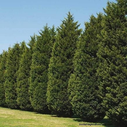 Leyland Cypress: Planting, Growing & Care Guide