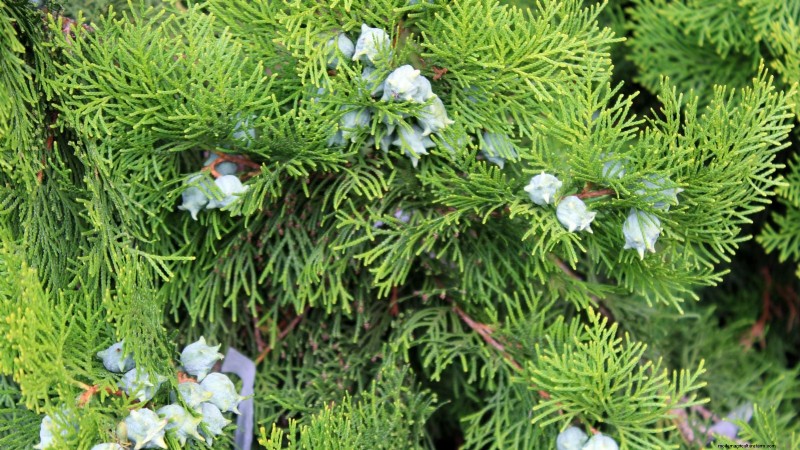 Leyland Cypress: Planting, Growing & Care Guide