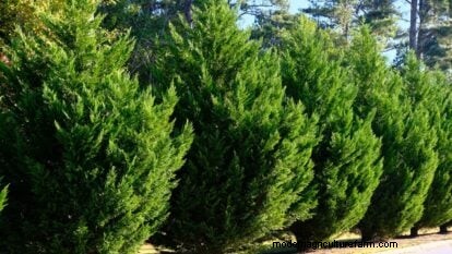 Leyland Cypress: Planting, Growing & Care Guide