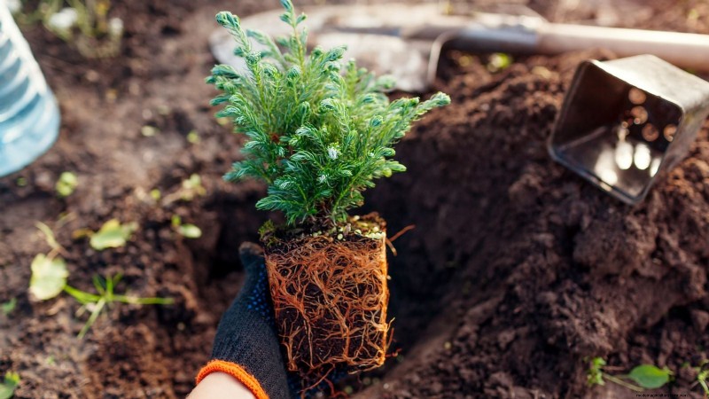 Leyland Cypress: Planting, Growing & Care Guide