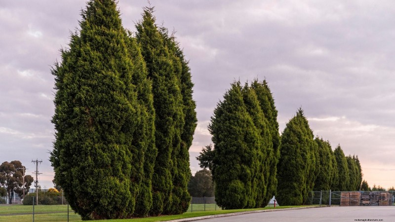 Leyland Cypress: Planting, Growing & Care Guide