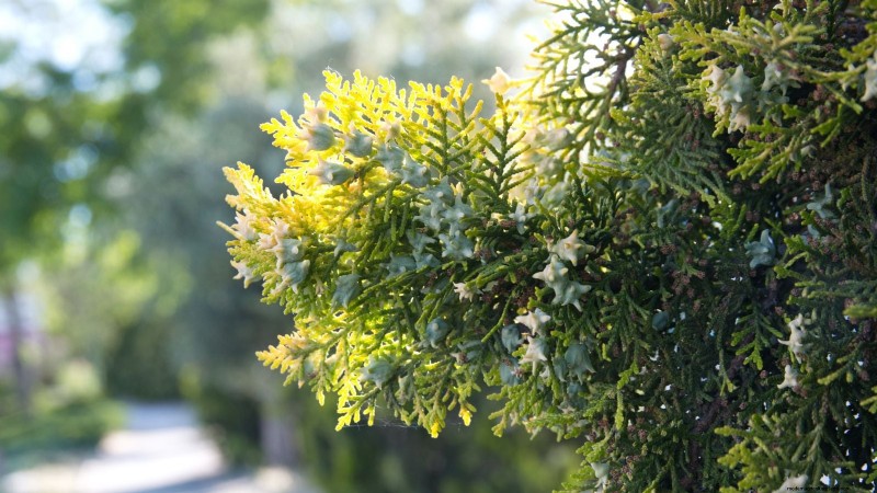 Leyland Cypress: Planting, Growing & Care Guide