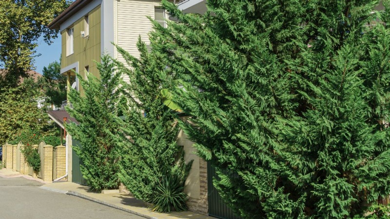 Leyland Cypress: Planting, Growing & Care Guide