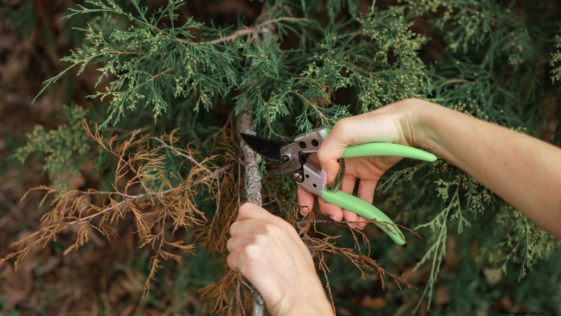Leyland Cypress: Planting, Growing & Care Guide