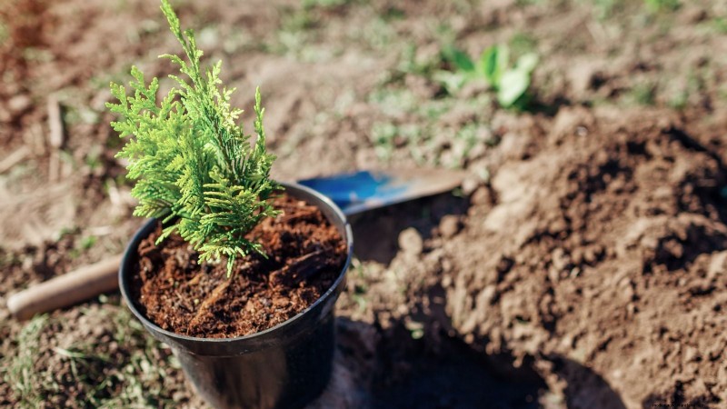 Leyland Cypress: Planting, Growing & Care Guide