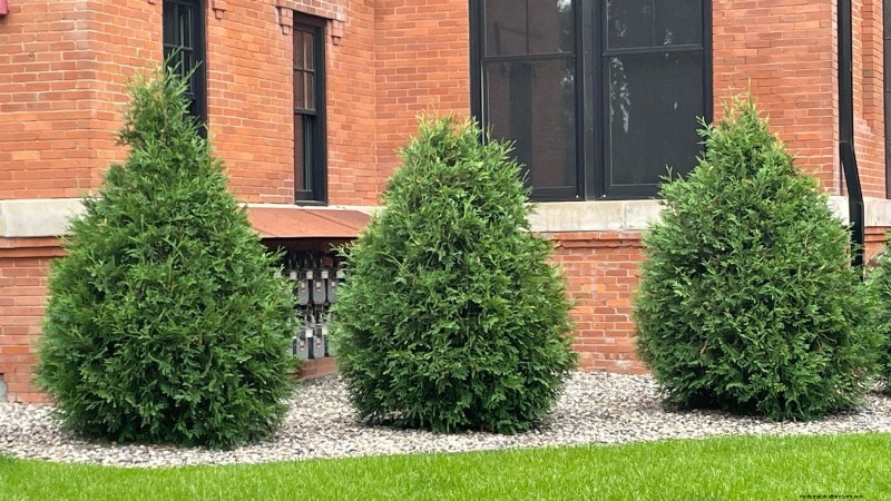 Leyland Cypress: Planting, Growing & Care Guide