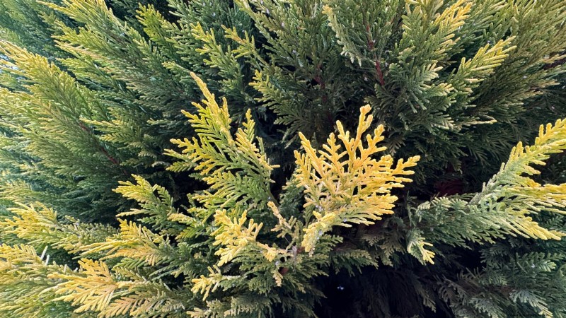 Leyland Cypress: Planting, Growing & Care Guide