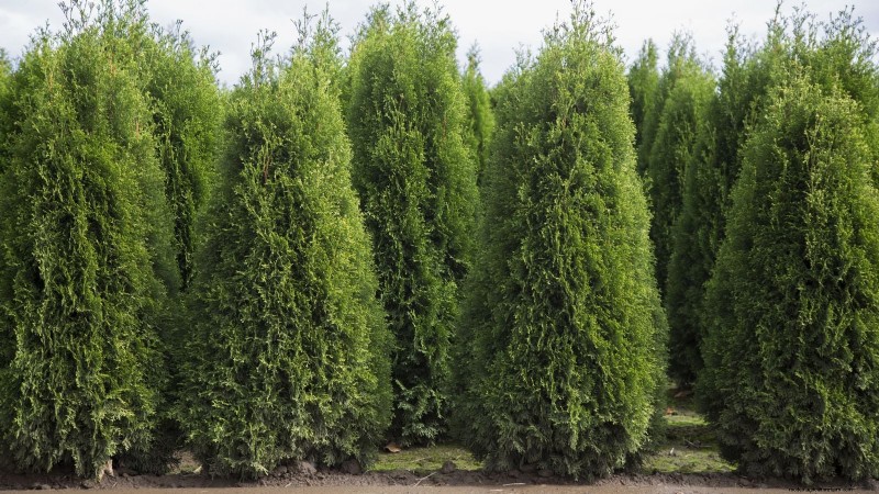 Leyland Cypress: Planting, Growing & Care Guide