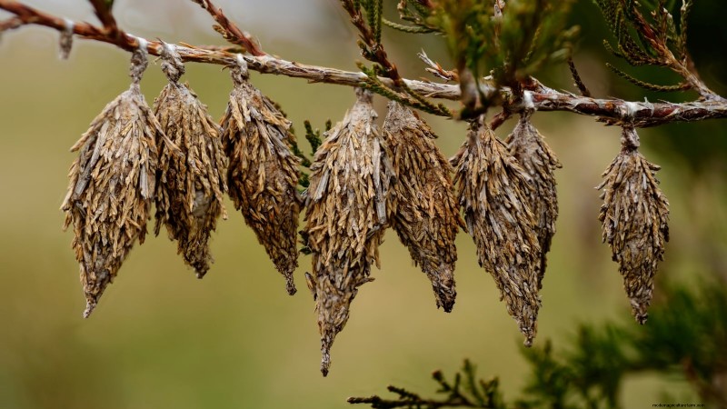 Leyland Cypress: Planting, Growing & Care Guide