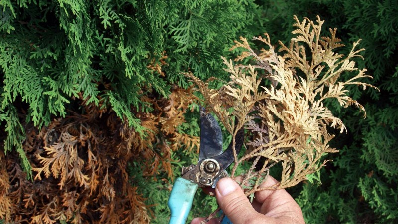 Leyland Cypress: Planting, Growing & Care Guide