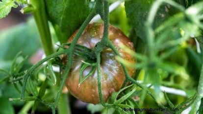 Grow Berkeley Tie Dye Tomatoes: Planting, Care & Flavor