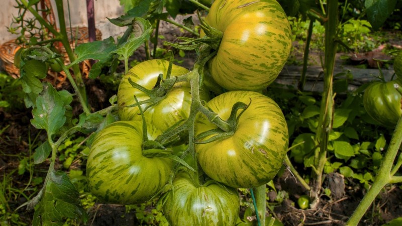 Grow Berkeley Tie Dye Tomatoes: Planting, Care & Flavor