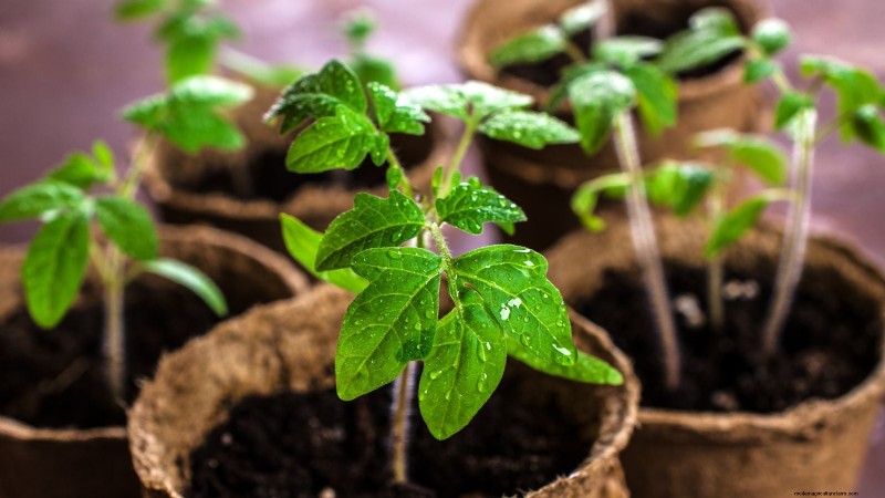 Grow Berkeley Tie Dye Tomatoes: Planting, Care & Flavor