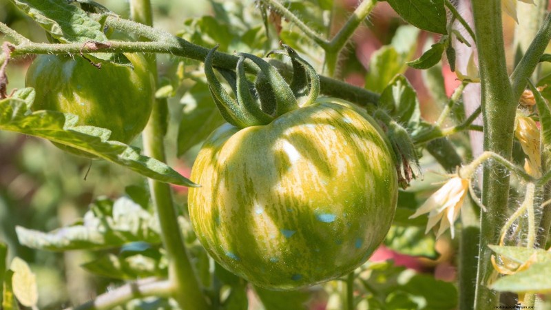 Grow Berkeley Tie Dye Tomatoes: Planting, Care & Flavor