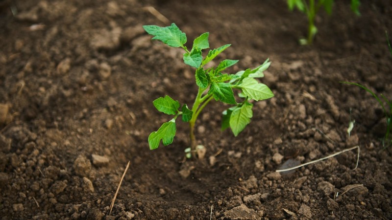 Grow Berkeley Tie Dye Tomatoes: Planting, Care & Flavor