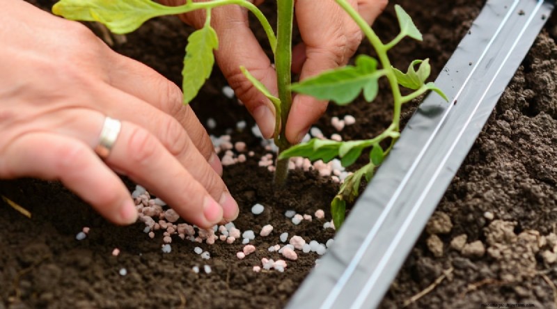 Grow Berkeley Tie Dye Tomatoes: Planting, Care & Flavor