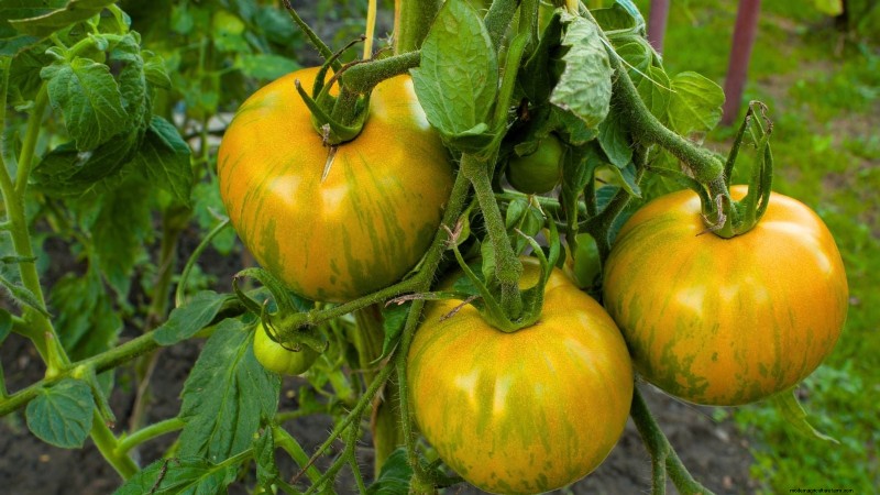 Grow Berkeley Tie Dye Tomatoes: Planting, Care & Flavor