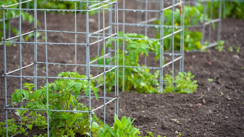 Grow Berkeley Tie Dye Tomatoes: Planting, Care & Flavor