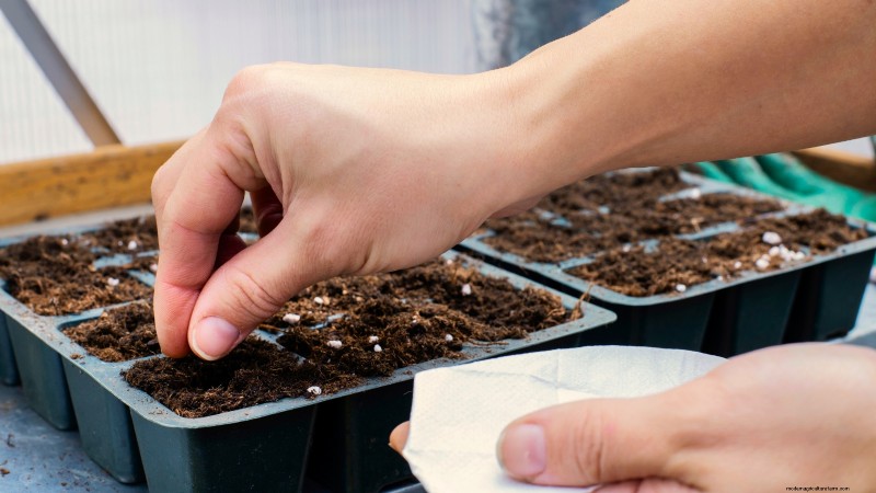 Grow Berkeley Tie Dye Tomatoes: Planting, Care & Flavor