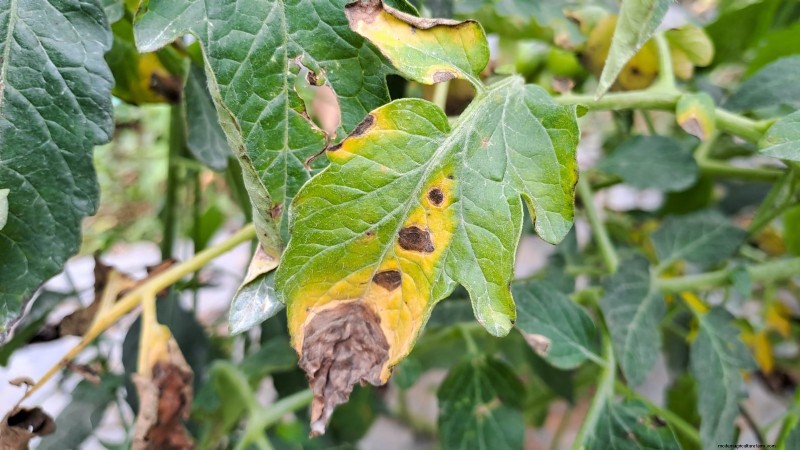 Grow Berkeley Tie Dye Tomatoes: Planting, Care & Flavor