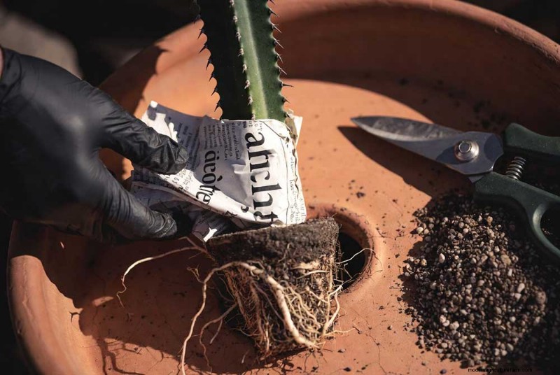 Repotting Tall Succulents: A Comprehensive Guide to Prevent Tilting