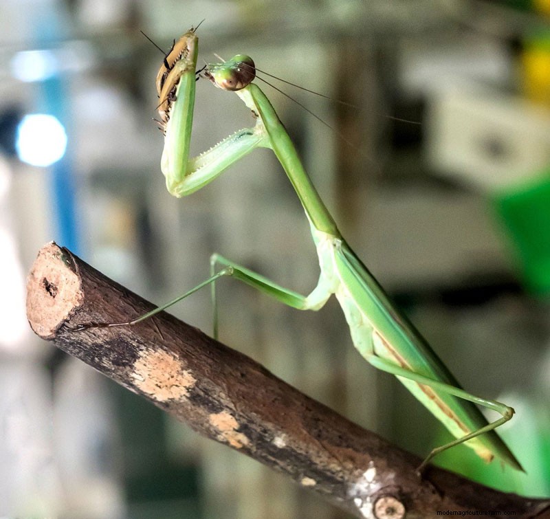 Identifying Beneficial Green Insects in Your Garden