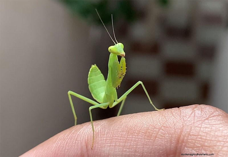 Identifying Beneficial Green Insects in Your Garden