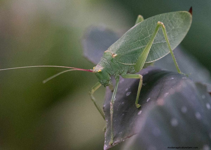 Identifying Beneficial Green Insects in Your Garden