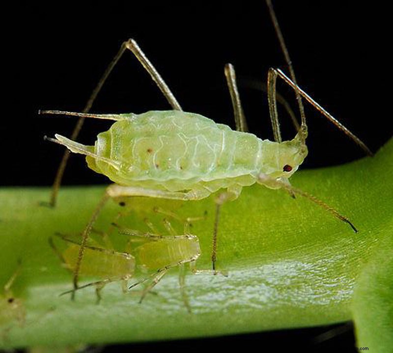Identifying Beneficial Green Insects in Your Garden