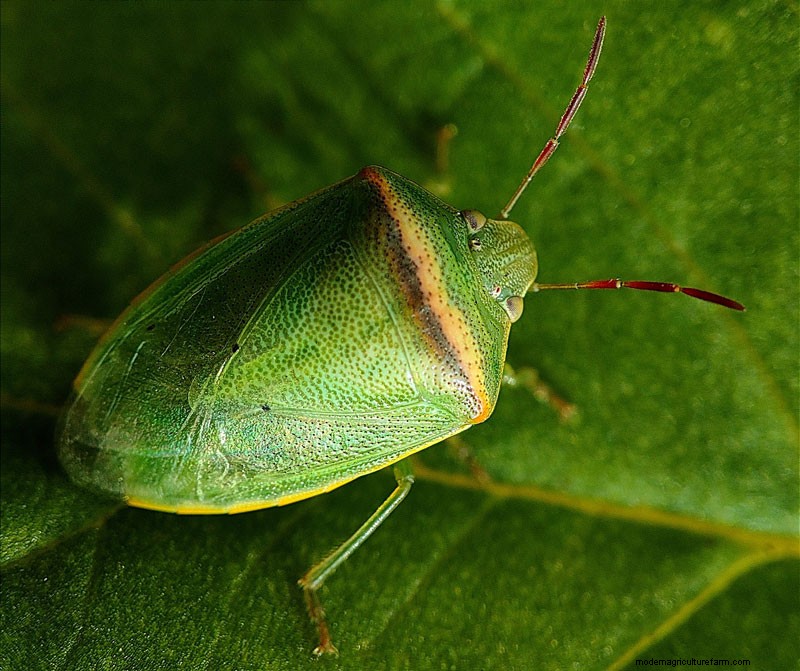Identifying Beneficial Green Insects in Your Garden