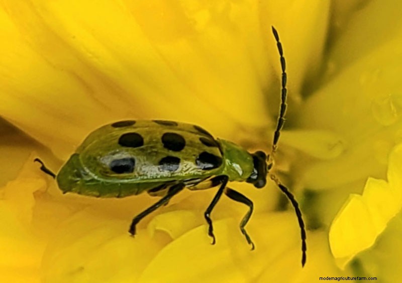 Identifying Beneficial Green Insects in Your Garden