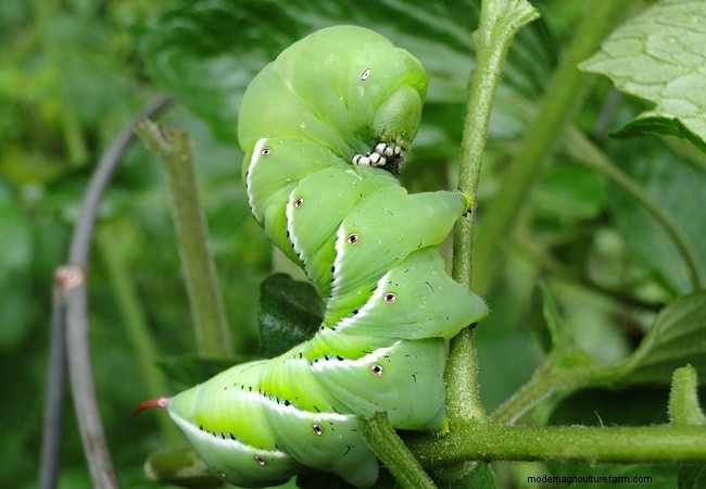 Identifying Beneficial Green Insects in Your Garden