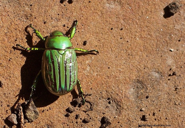 Identifying Beneficial Green Insects in Your Garden