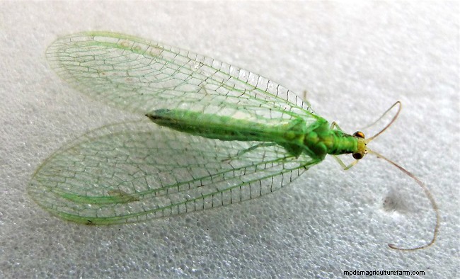 Identifying Beneficial Green Insects in Your Garden