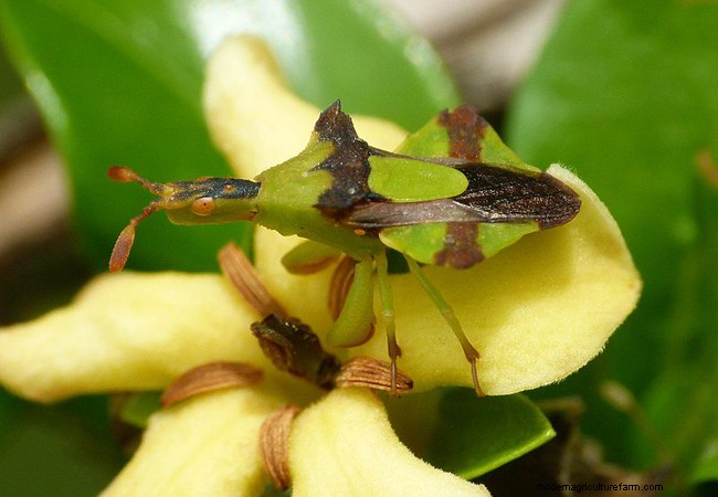 Identifying Beneficial Green Insects in Your Garden
