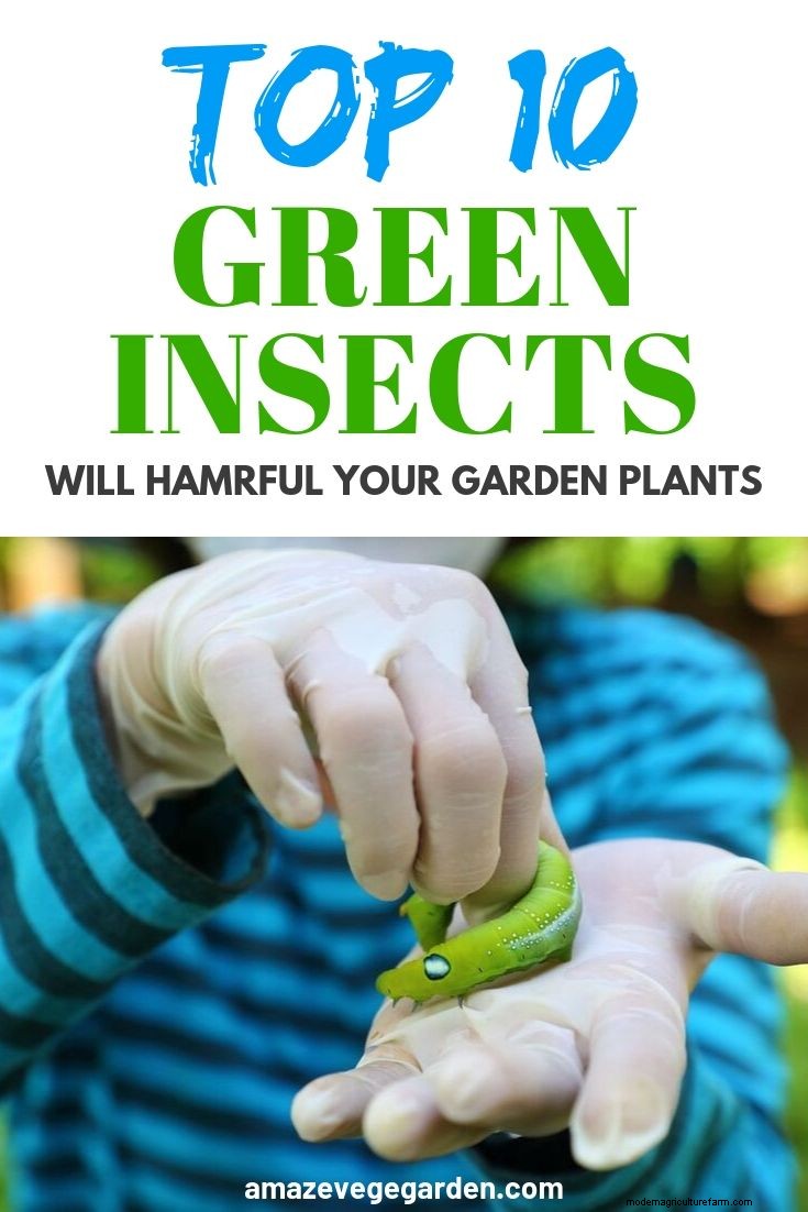 Identifying Beneficial Green Insects in Your Garden
