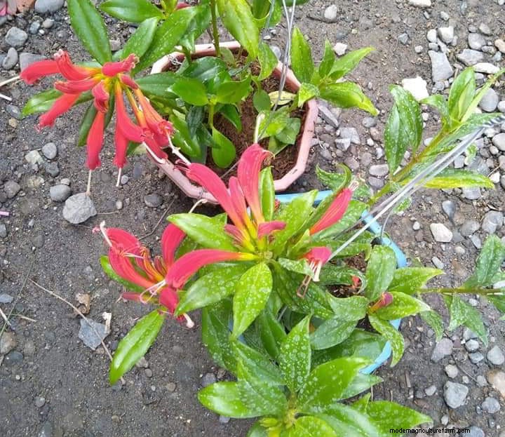 Aeschynanthus Radicans Care: A Comprehensive Guide to Lipstick Plants