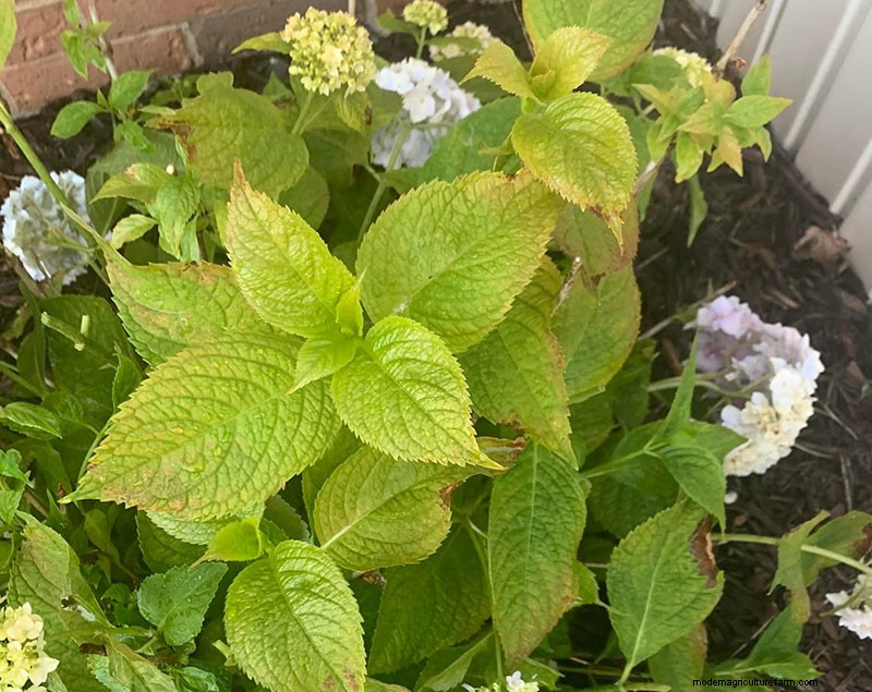 Hydrangea Leaves Turning Yellow? Causes & Solutions