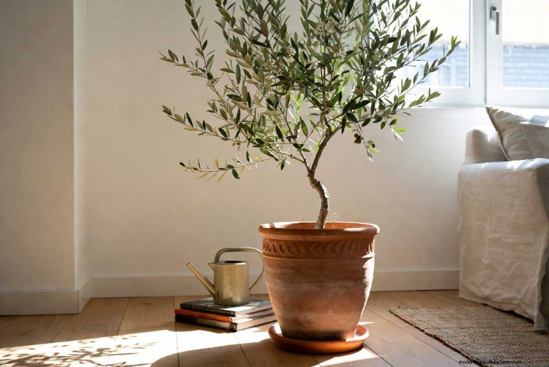 Indoor Olive Tree Care: A Complete Guide to Growing Olives at Home