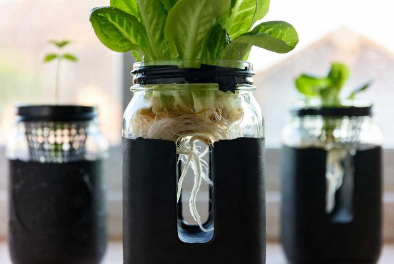 Grow Lettuce Without Soil: The Simple Kratky Method (Mason Jar)