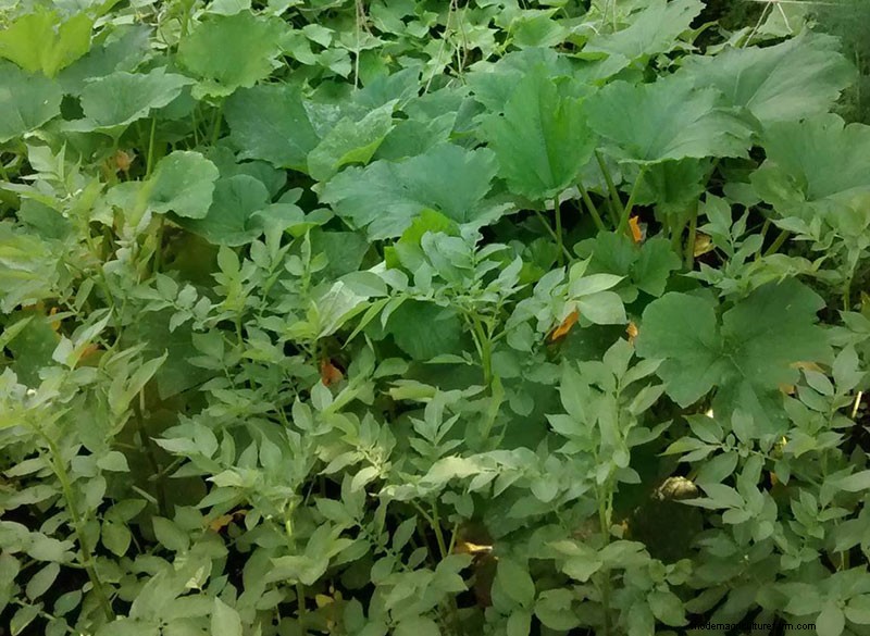 Preventing Bolting in Vegetables & Herbs: A Comprehensive Guide