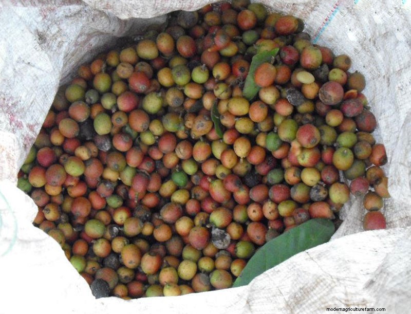 Grow Coffee at Home: A Beginner s Guide to Growing Coffee Plants