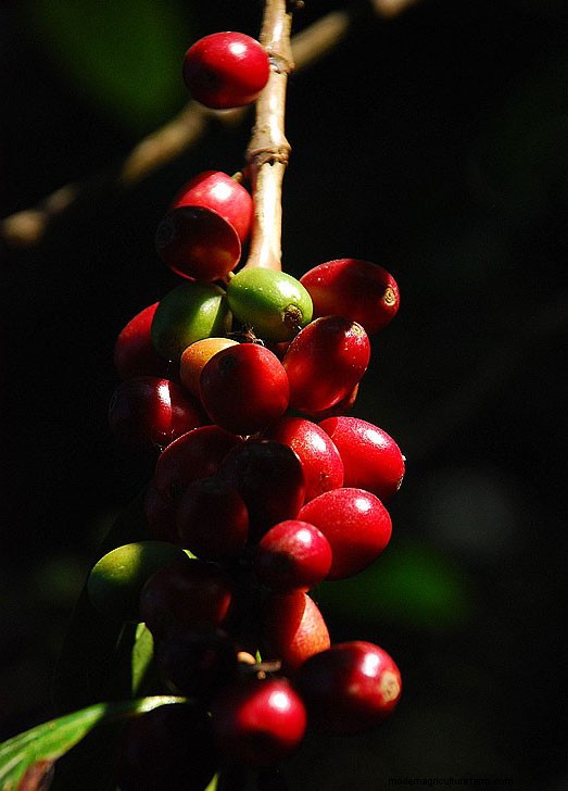 Grow Coffee at Home: A Beginner s Guide to Growing Coffee Plants