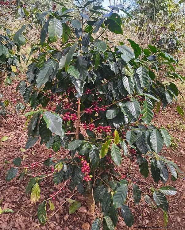 Grow Coffee at Home: A Beginner s Guide to Growing Coffee Plants