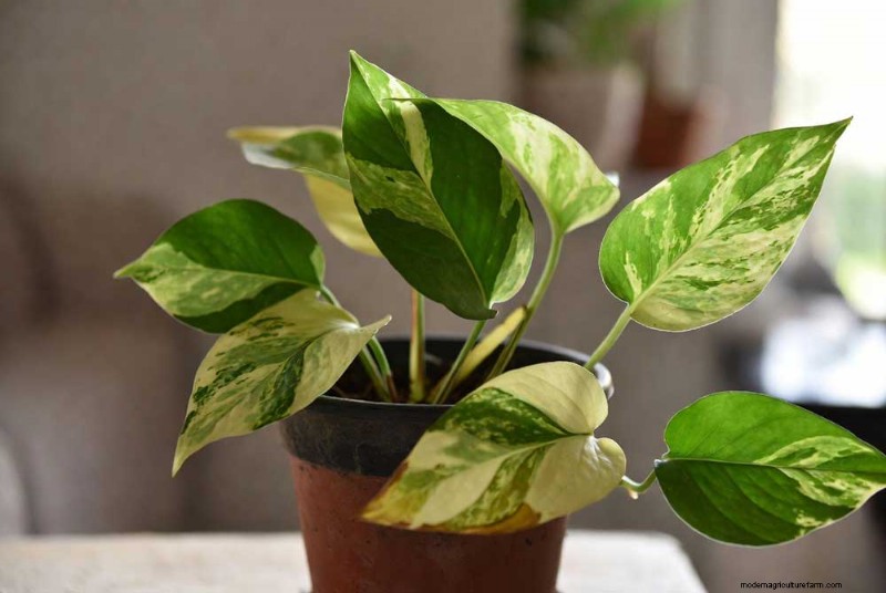 Manjula Pothos Care: A Comprehensive Guide to Thriving Variegated Pothos