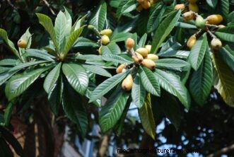 Loquat Growing Guide: Care, Cultivation & Planting | Clemson University