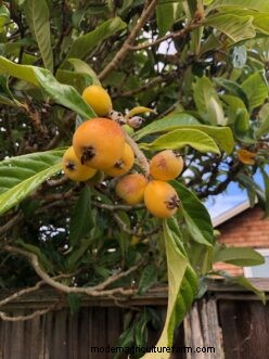 Loquat Growing Guide: Care, Cultivation & Planting | Clemson University